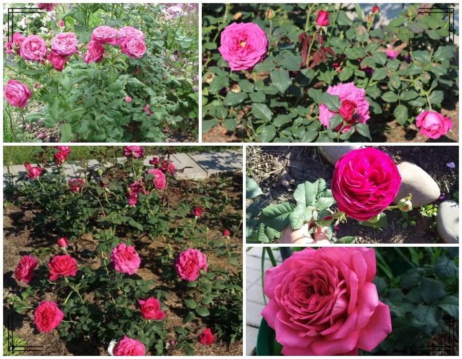 J. W. von Goethe Rose róże wielkokwiatowe